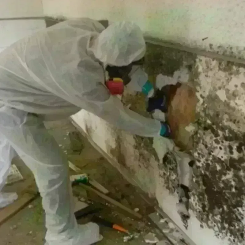 Mold Remediation and Removal in Warren County, IN